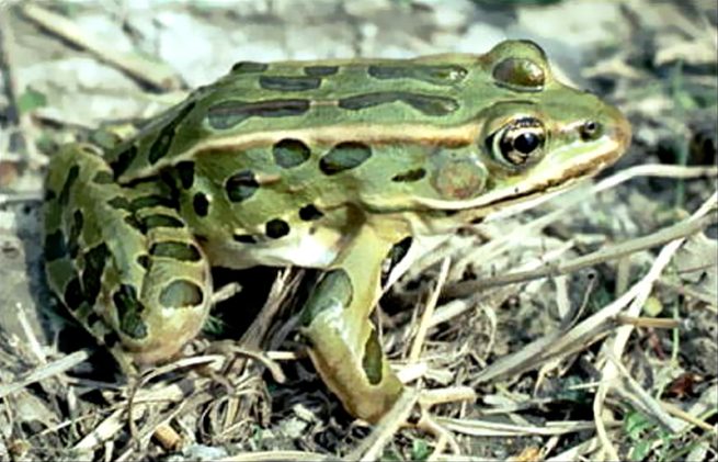 Une grenouille.