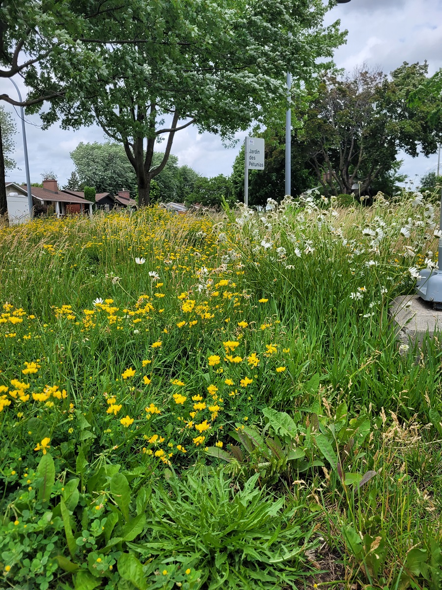 La gestion écologique de la végétation consiste à laisser la nature se développer