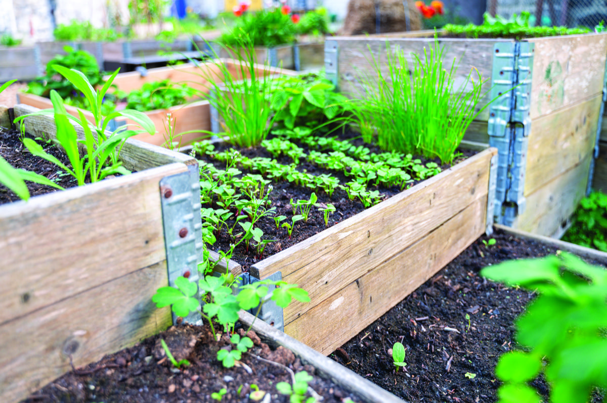 Un jardin